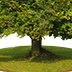 Healthy hundred years old beech trees